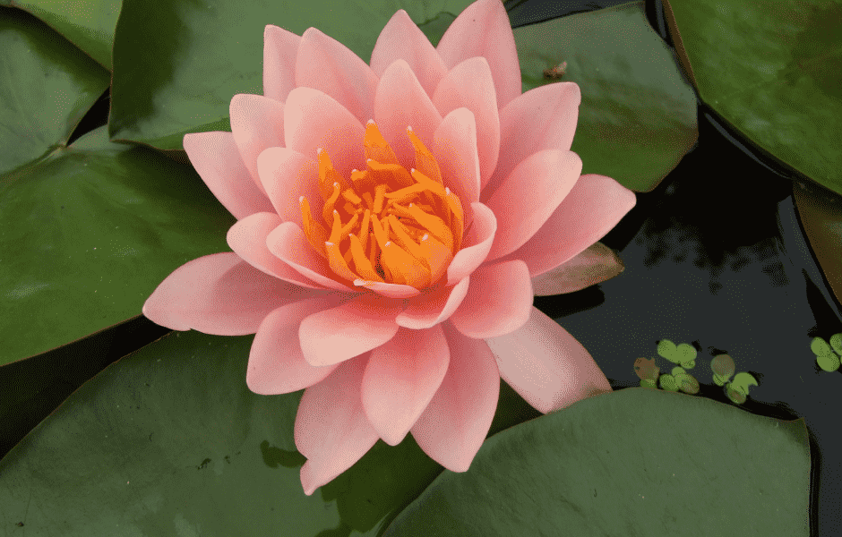 July Birth Flower: Water lily