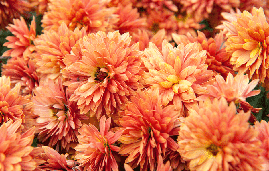 November Birth Flower: Chrysanthemums