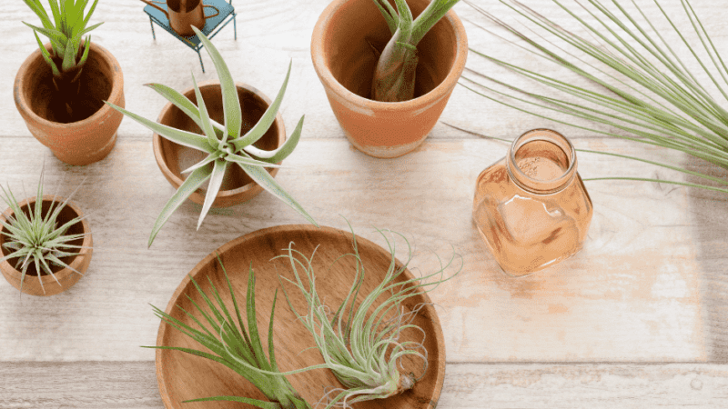 The Best Way To Take Care Of Air Plants
