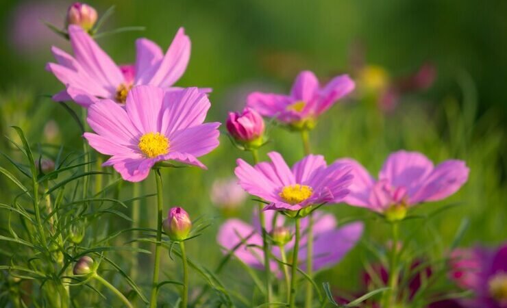 Unlocking the Beauty and Meaning of Cosmos Flowers: How to Grow and Appreciate Them