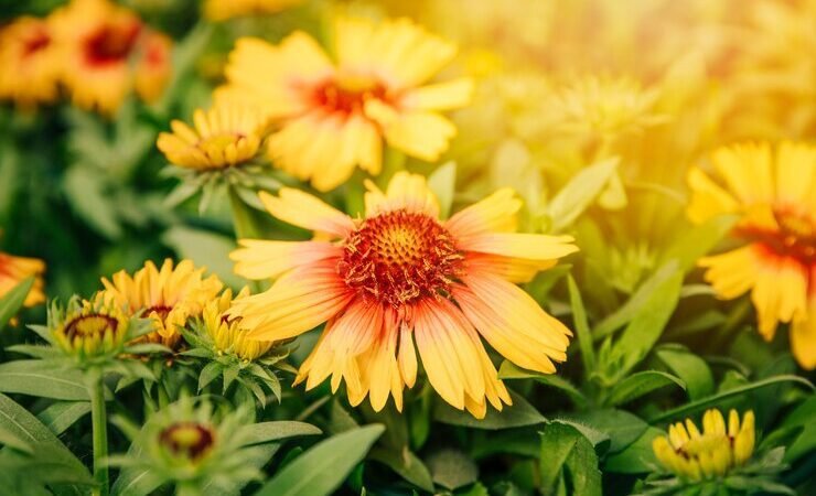 Summer’s Blossoming Beauty: Inspiring Flower Arrangements