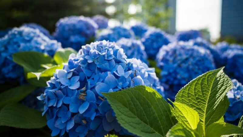 Hydrangea Flower: Exploring Varieties and Their Symbolic Meanings
